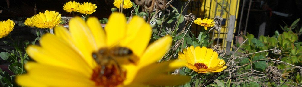 cropped-header-10.jpg
